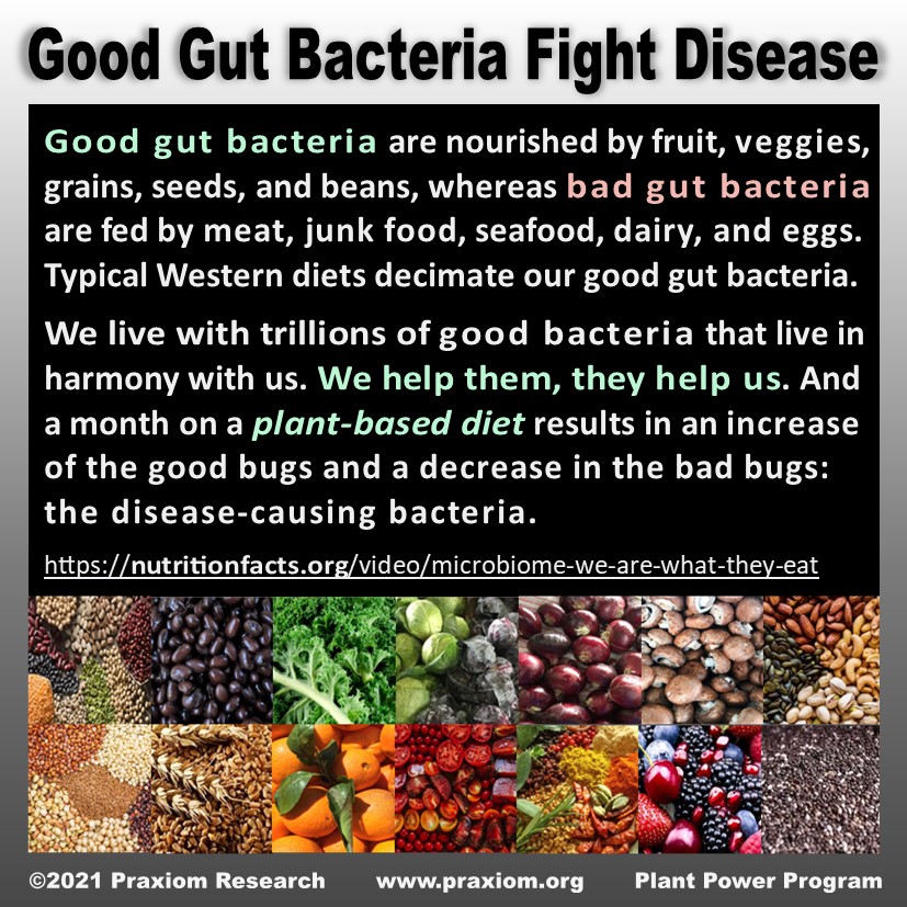 Good Gut Bacteria Fight Disease