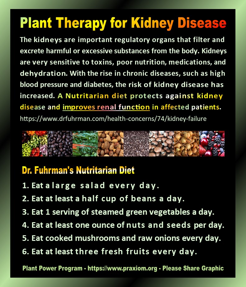 Plant therapy for kidney disease