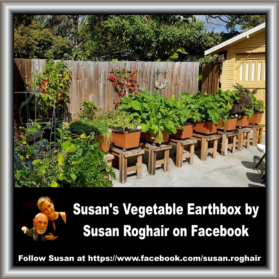 Susan Roghair's Vegetable Earthboxes