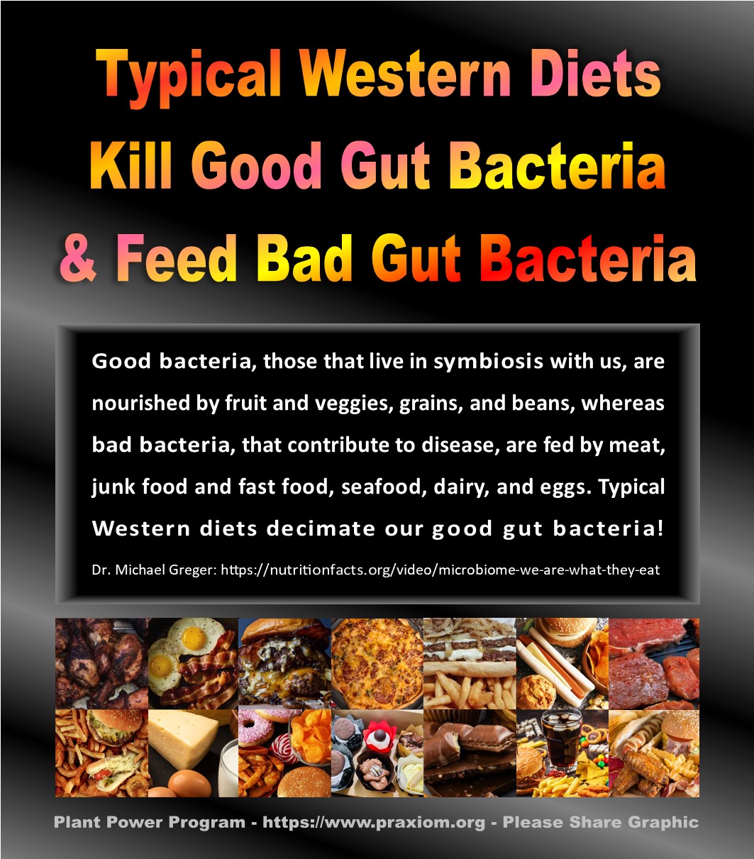 Western Diets Destroy Good Gut Flora